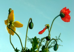 Spring Sky Flowers